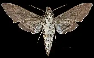 Manduca rustica cubana vista ventral MHNT