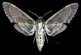 Manduca rustica harterti vista ventral MHNT