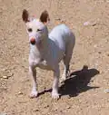 Podenco andaluz maneto