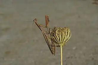 Mantis religiosa