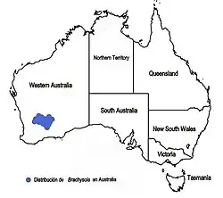 Distribución natural del género endémico Brachysola en Australia (Western Australia)