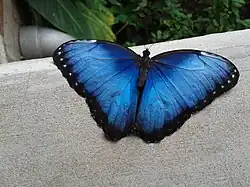 Mariposa Morpho