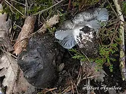 Hygrophorus marzuolus