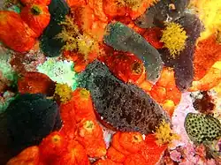 Pseudocnella insolens y Pentacta doliolum