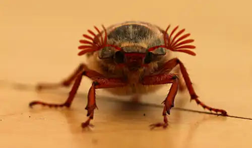 Macho de Melolontha melolontha con antenas formadas por siete láminas, distintivas de su sexo.