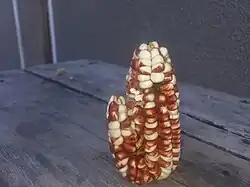 Mazorca de maíz y su hijito - Yavi Chico