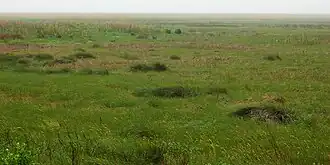 Refugio Nacional de Vida Silvestre McFaddin, condado de Jefferson, Texas, EE. UU. (30 de abril de 2010).