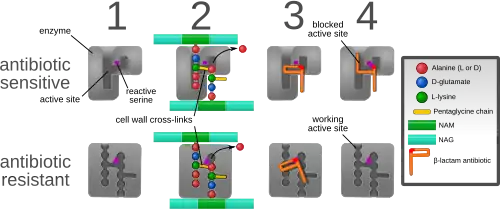 Resistencia por mecA.
