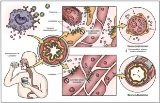 Antagonismo competitivo de la Loratadina en receptores H1 y sus efectos farmacológicos.