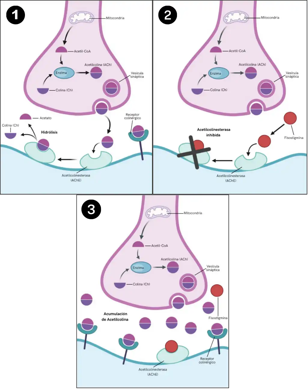 Mecanismo de acción de la Fisostigmina
