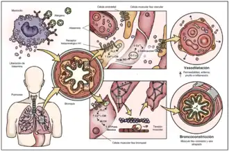 Mecanismo y efecto de la histamina en los receptores H1. Genera vasodilatación y broncoconstricción.