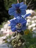 Meconopsis horridula Hook. f. & Thomson