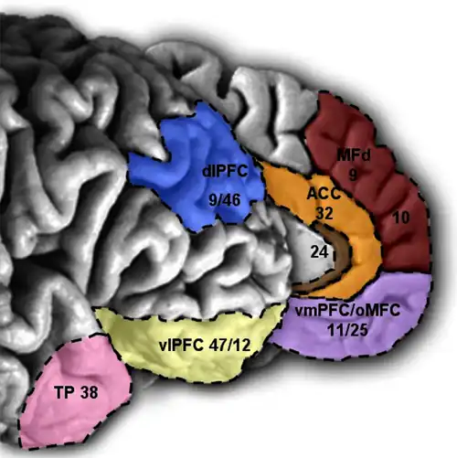 vlPFC 47/12= ventro-lateral PFC. en amarillo. Superficie del cerebro, hemisferio derecho (cara externa).