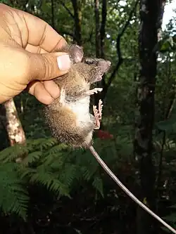 Persona sosteniendo un Ratón gigante xalapeño (Nombre científico: Megadontomys nelsoni) en México