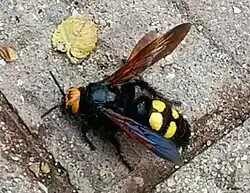 Hembra de Megascolia maculata en Alpedrete, Comunidad de Madrid, posada en el suelo de un parque