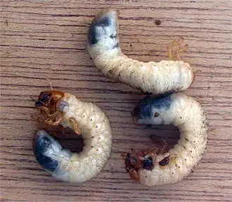Larva de Melolontha melolontha.