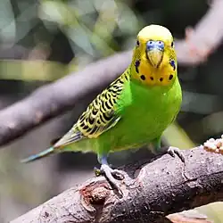 Periquito australiano (Melopsittacus undulatus), una de las aves más famosas de Australia.