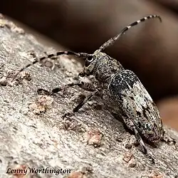 Mesosa postmarmorata