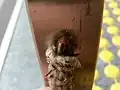 Larva en la envoltura