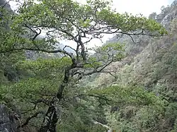 Encino (Quercus), en Zimapan.