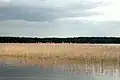 Cañas en un lago