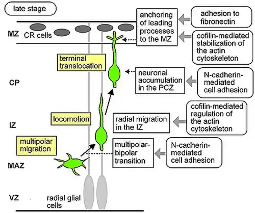 Migración neuronal Tardia. Neuronas en verde. Glia Radial en gris claro (abajo). CR= Cajal-Retzius en gris oscuro (arriba).