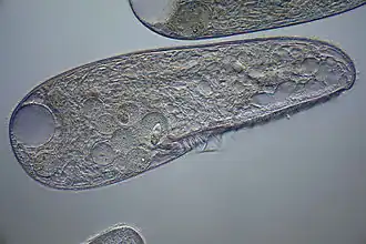 Blepharisma japonicum (Blepharismidae)