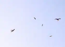 Milanos concentrándose para la invernada.