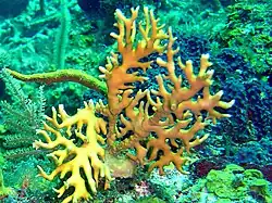 En zonas sin oleaje desarrolla formas ramificadas