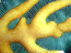 Los largos tentáculos de los pólipos dactilozoides