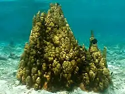 Millepora exaesa en Guam