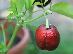 Capsicum annuum miniatura 'Chocolate Bell'.
