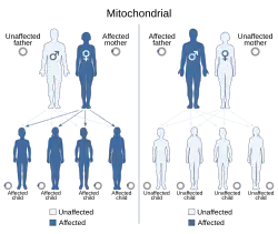 Unaffected mother and affected father leads to all unaffected children, affected mother and unaffected father leads to all affected children