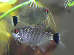 El tetra de ojo rojo (Moenkhausia sanctaefilomenae).