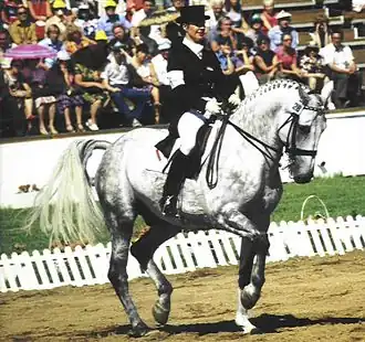 Una amazona en un caballo gris en una prueba de presentación en los Juegos olímpicos de verano de 1980.