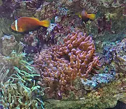 A. frenatus sobre anémonas Entacmaea quadricolor, en el Museo Oceanográfico de Mónaco
