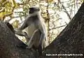 Langur gris
