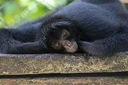 Ateles chamek en una reserva natural en Bolivia.