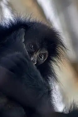 Mono araña observando en Cochabamba, Bolivia.