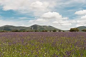 Paisaje cercano a los Montes de Toledo (Meseta Central).