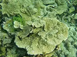 Montipora monasteriata