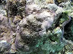 Montipora peltiformis