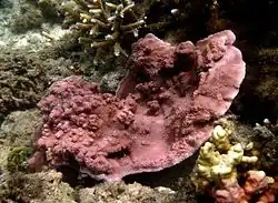 Montipora tuberculosa