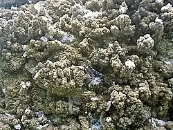 Montipora turtlensis