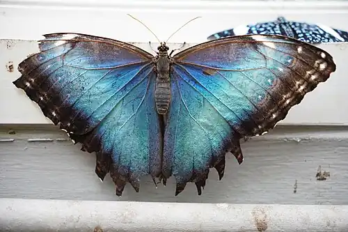 Vista ventral y una Hamdryas amphinome
