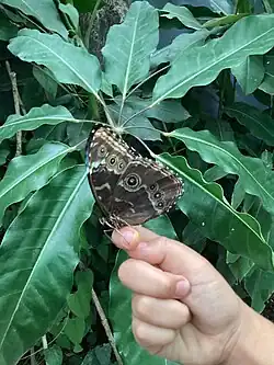 Un ejemplar macho la especie de un Marposario