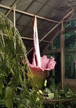 La flor del Amorphophallus titanum.