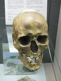 Cráneo del hombre de Chancelade (réplica), un sapiens de más de 12 000 años, durante la cultura Magdaleniense. En la misma excavación aparecieron restos de otro adulto y de un niño.