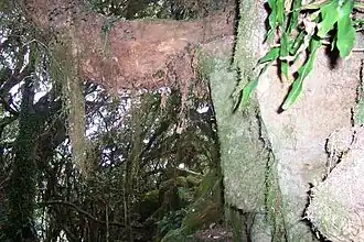 Monte Royal, bosque lluvioso, basalto, helechos y musgo