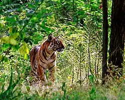 Un tigre de Bengala en el parque nacional Mudumalai, India